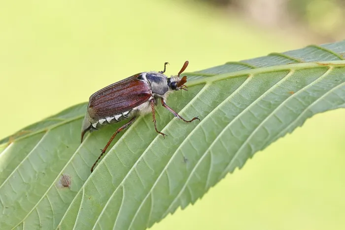 Framed Print : May beetle, wood cockchafer (Melolontha hippocastani)