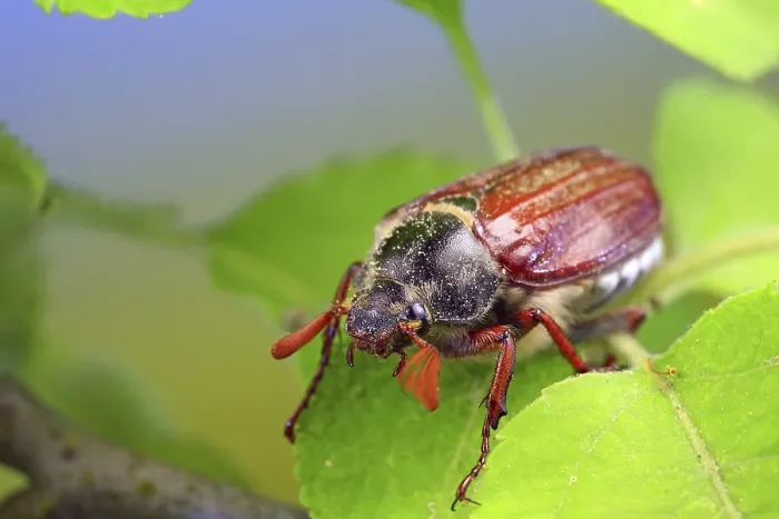 Framed Print : May bug or Cockchafer (Melolontha melolontha)