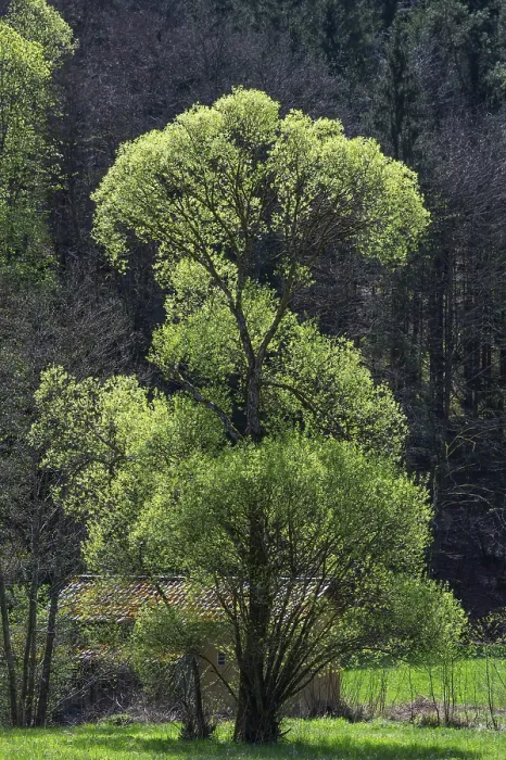 Framed Print : May green willow (Salix) in a valley Framed Print : May green willow (Salix) in a valley