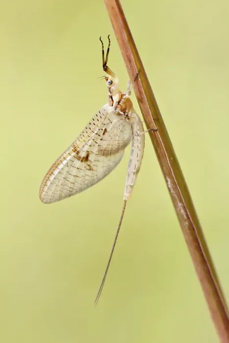 Framed Print : Mayfly (Ephemeroptera) on blade of grass