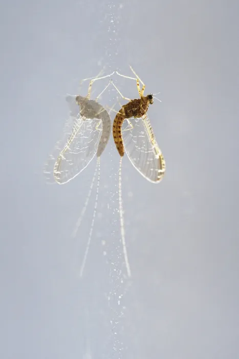 Framed Print : Mayfly (Ephemeroptera) sits on a window pane and is reflected in it Framed Print : Mayfly (Ephemeroptera) sits on a window pane and is reflected in it