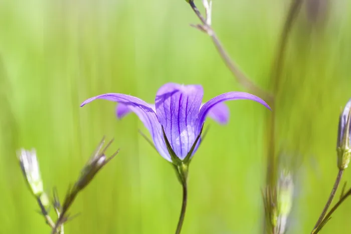 Framed Print : Meadow bellflower (Campanula patula)