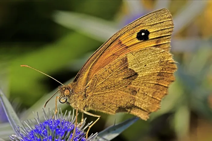 Framed Print : Meadow brown Butterfly On A Blue Flower