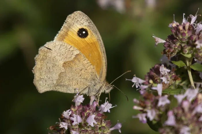 Framed Print : Meadow brown butterfly (Maniola jurtina) Framed Print : Meadow brown butterfly (Maniola jurtina)