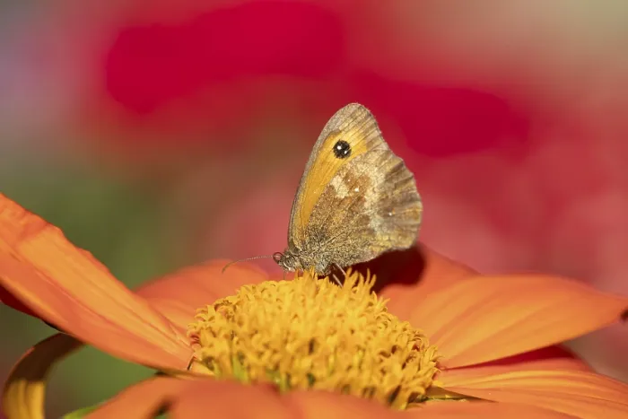 Framed Print : Meadow brown butterfly (Maniola jurtina) adult insect feeding on garden Mexican sunflower (Tithonia spp) Framed Print : Meadow brown butterfly (Maniola jurtina) adult insect feeding on garden Mexican sunflower (Tithonia spp)