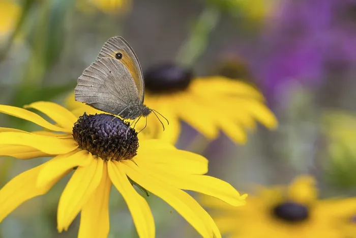 Framed Print : Meadow Brown (Maniola jurtina) sitting on a yellow flower
