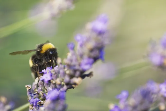 Framed Print : Meadow bumblebee (Bombus pratorum) collecting nectar and pollen on true lavender (Lavandula angustifolia)