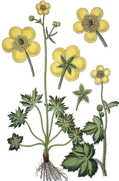 Framed Print : Meadow Buttercup (Ranunculus acra) Framed Print : Meadow Buttercup (Ranunculus acra)