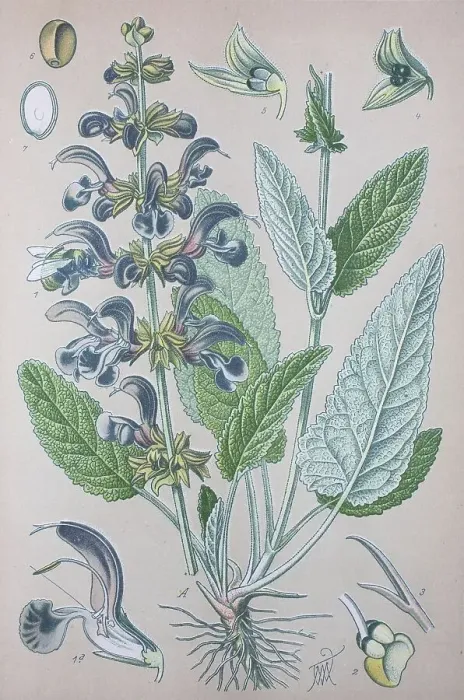 Framed Print : Meadow clary (Salvia pratensis) Framed Print : Meadow clary (Salvia pratensis)
