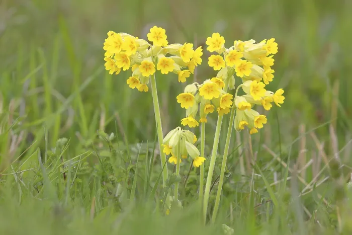 Framed Print : Meadow common cowslip (Primula veris)