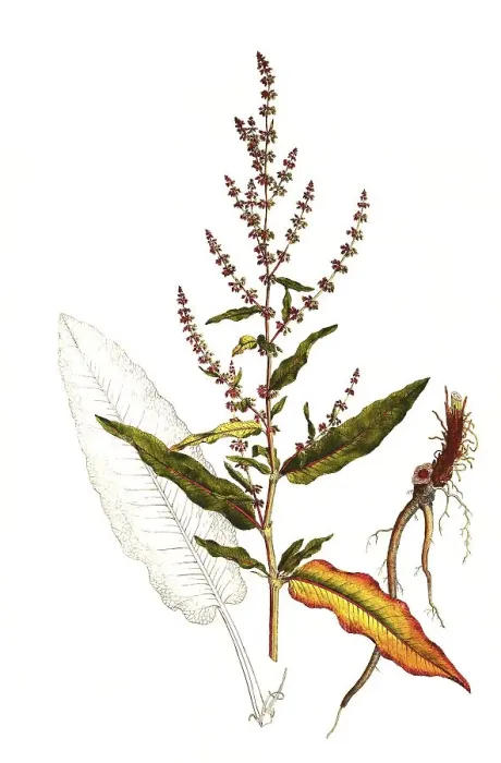 Framed Print : Meadow common sorrel (Rumex acetosa) Framed Print : Meadow common sorrel (Rumex acetosa)
