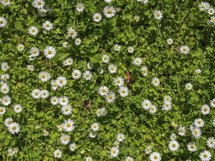 Framed Print : Meadow with daisies, daisy (Bellis perennis)