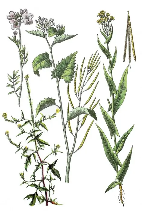 Framed Print : Meadow foamwort, Cardamine pratensis (top left) Framed Print : Meadow foamwort, Cardamine pratensis (top left)