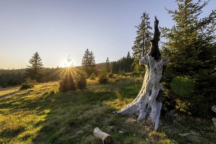 Framed Print : Meadow in the forest at sunrise in Todtnauberg