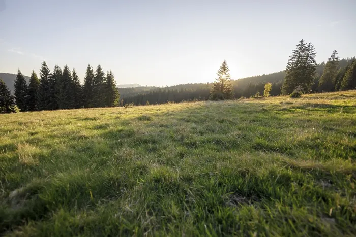 Framed Print : Meadow in the forest at sunrise in Todtnauberg