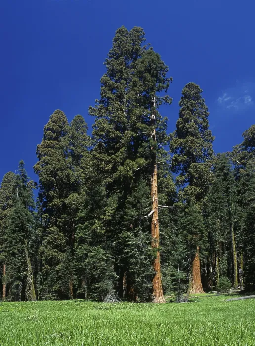 Framed Print : Meadow and Giant Sequioas (Sequoiadendron giganteum) at Crescent Meadows