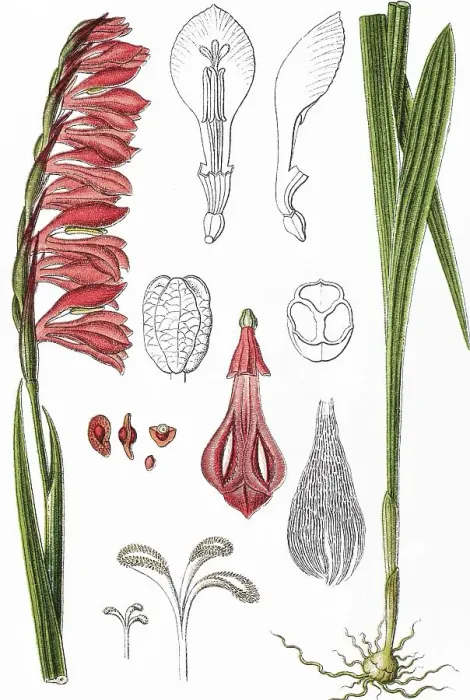Framed Print : Meadow gladiolus (Gladiolus imbricatus) Framed Print : Meadow gladiolus (Gladiolus imbricatus)