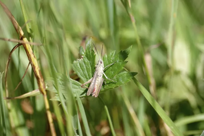 Framed Print : Meadow grasshopper (Chorthippus dorsatus)