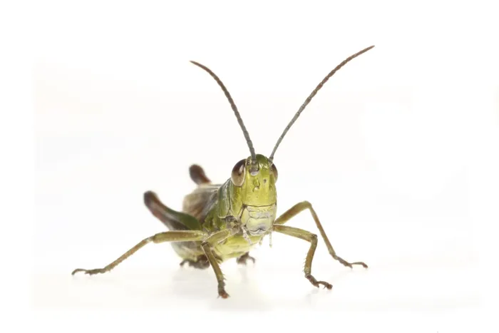 Framed Print : Meadow grasshopper (Chorthippus parallelus)