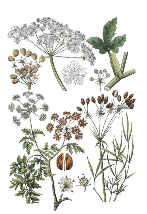 Framed Print : Meadow hogweed also common hogweed Framed Print : Meadow hogweed also common hogweed