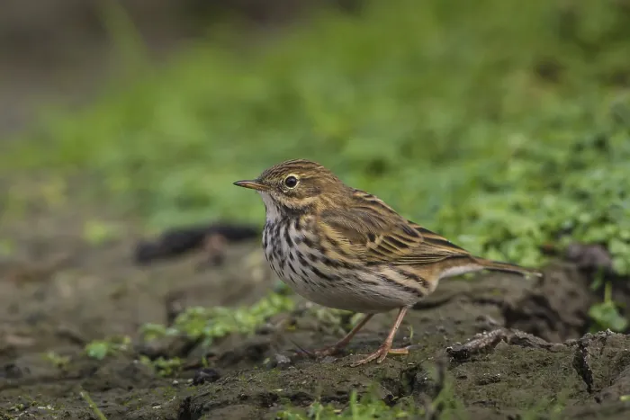 Framed Print : Meadow Pipit (Anthus pratensis) Framed Print : Meadow Pipit (Anthus pratensis)