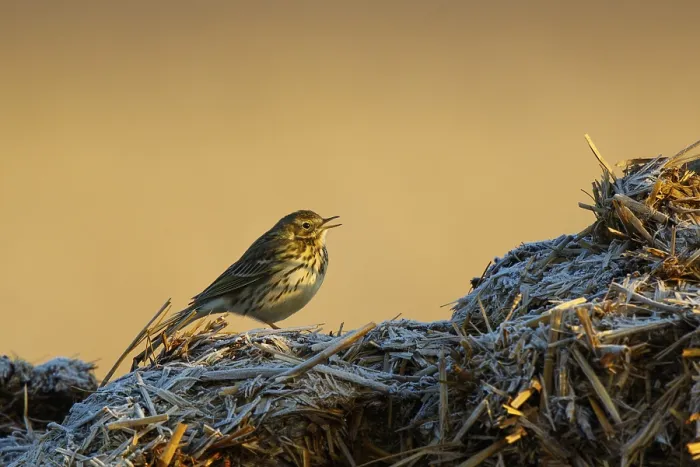 Framed Print : Meadow Pipit (Anthus pratensis) Framed Print : Meadow Pipit (Anthus pratensis)