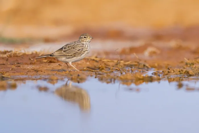 Framed Print : Meadow Pipit (Anthus pratensis) on a farmers field Framed Print : Meadow Pipit (Anthus pratensis) on a farmers field