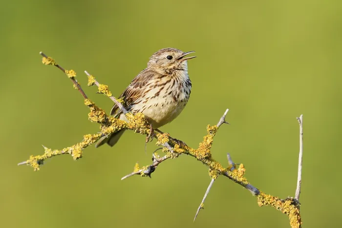 Framed Print : Meadow pipit (Anthus pratensis) sits singing on a branch