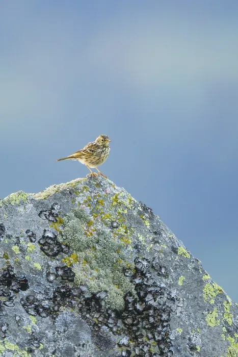 Framed Print : Meadow pipit (Anthus pratensis) sitting on a rock in the Vosges Mountains