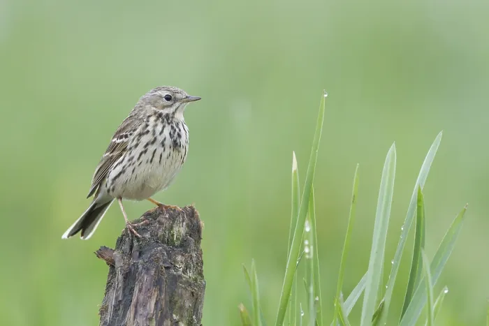 Framed Print : Meadow Pipit - Wiesenpieper - Anthus pratensis ssp