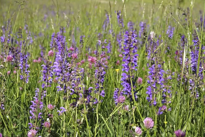 Framed Print : Meadow sage (Salvia pratensis)