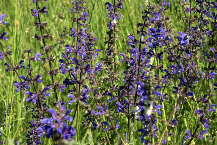 Framed Print : Meadow sage (Salvia pratensis)
