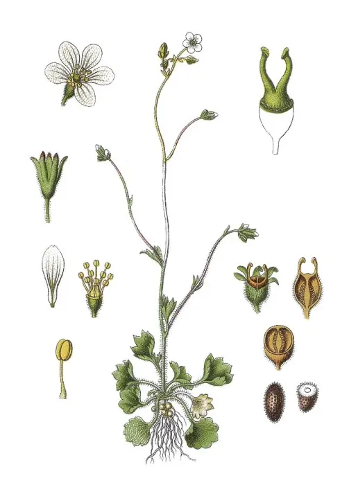 Framed Print : Meadow saxifrage (Saxifraga granulata) Framed Print : Meadow saxifrage (Saxifraga granulata)