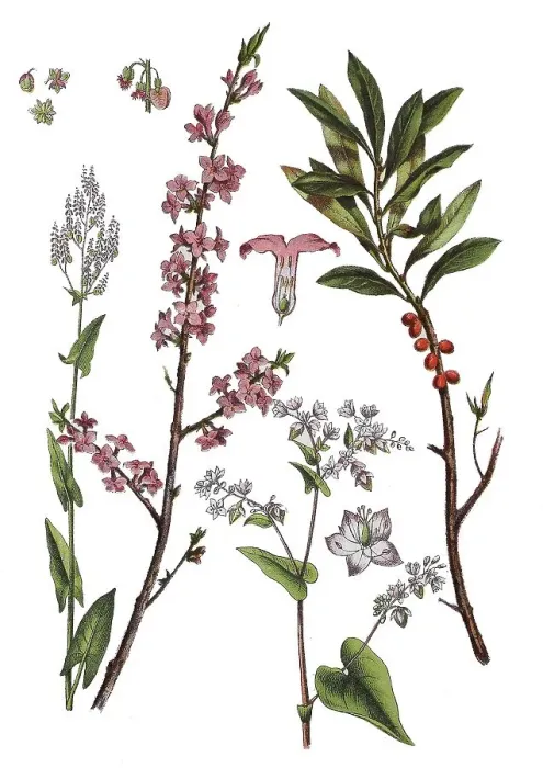 Framed Print : Meadow Sorrel, Tall Sorrel, Sorrel