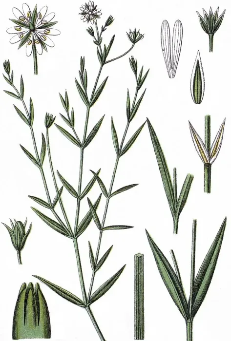 Framed Print : Meadow starwort (Alsine glauca) Framed Print : Meadow starwort (Alsine glauca)