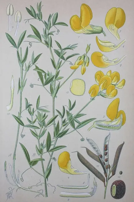 Framed Print : Meadow vetchling (Lathyrus pratensis)