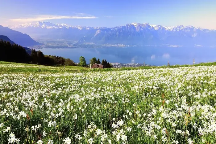 Framed Print : Meadow with white daffodils at Lake Geneva Framed Print : Meadow with white daffodils at Lake Geneva