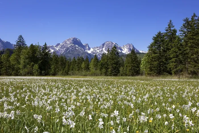 Framed Print : Meadow with white daffodils (Narcissus poeticus) near Almsee Framed Print : Meadow with white daffodils (Narcissus poeticus) near Almsee