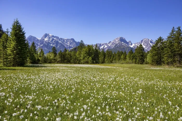 Framed Print : Meadow with white daffodils (Narcissus poeticus) near Almsee Framed Print : Meadow with white daffodils (Narcissus poeticus) near Almsee