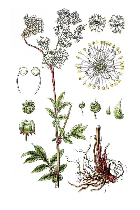 Framed Print : Meadowsweet (Filipendula ulmaria) Framed Print : Meadowsweet (Filipendula ulmaria)