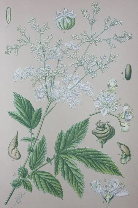 Framed Print : Meadowsweet (Filipendula ulmaria)