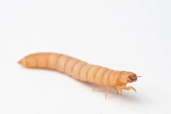 Framed Print : Mealworm, larva Framed Print : Mealworm, larva