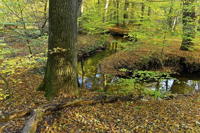 Framed Print : Meandering Rotbach in the autumnal Hiesfeld Forest Framed Print : Meandering Rotbach in the autumnal Hiesfeld Forest
