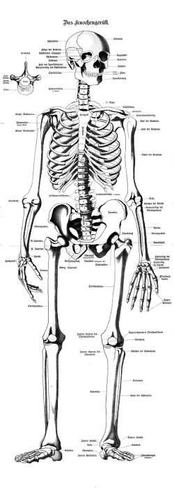 Framed Print : Medical illustration, bone framework Framed Print : Medical illustration, bone framework