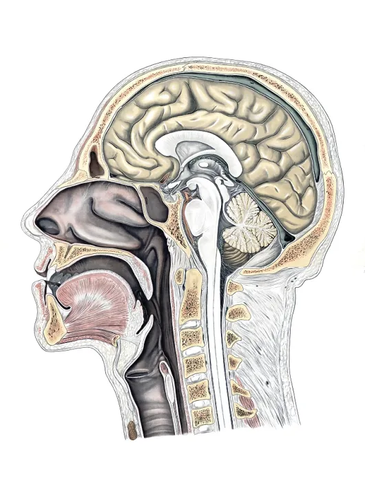 Framed Print : Medical illustration, cut through a human head and neck Framed Print : Medical illustration, cut through a human head and neck