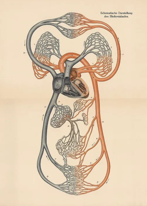 Framed Print : Medical illustration, diagram of human blood circulation Framed Print : Medical illustration, diagram of human blood circulation