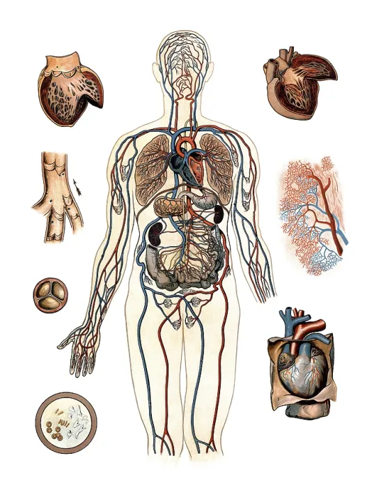 Framed Print : Medical illustration, human blood circulation with organs