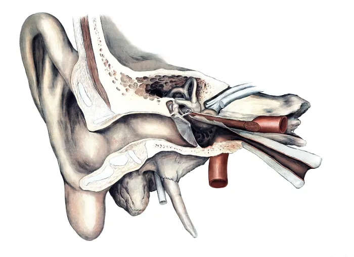 Framed Print : Medical illustration, The human hearing organ