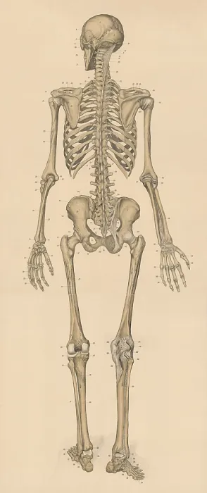 Framed Print : Medical illustration, human skeleton from behind