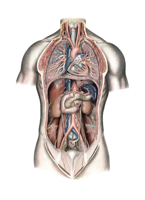 Framed Print : Medical illustration, lungs and internal organs of humans